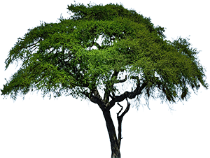 tree png images