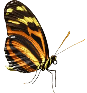 butterfly png images
