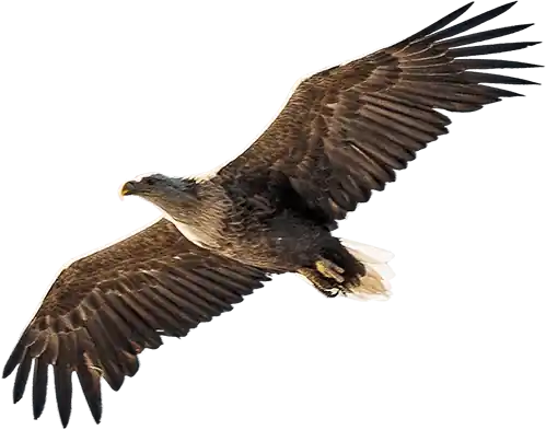 eagle png