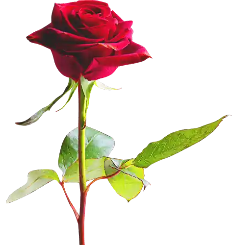 rose png images