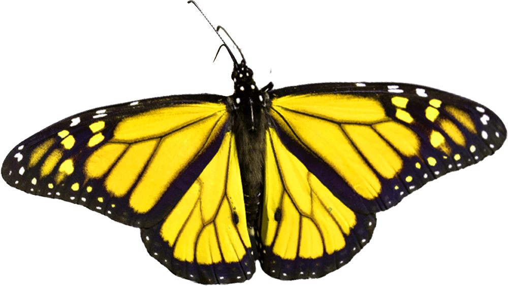 yellow butterfly png