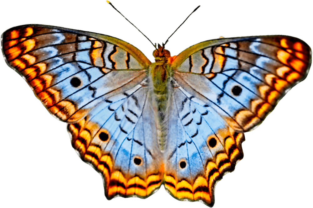 Butterfly PNG HD title=